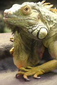 common_iguana