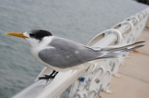 crested tern